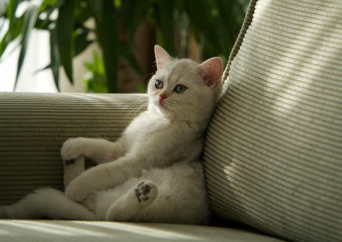 Cat Cafe