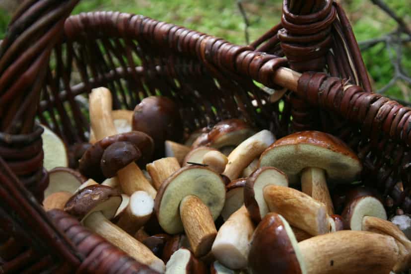 Foraging Adventure