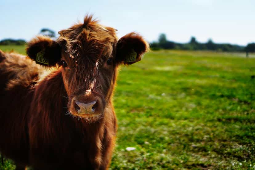 Animal Farm